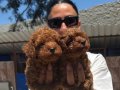 Toy ve kore poddle yavrularım sağlık ve ırk garantilidir 