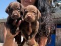 Labrador retriver yavrularım sağlık ve ırk garantilidir 