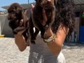 Labrador retriver yavrularım sağlık ve ırk garantilidir 