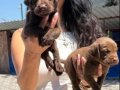 Labrador retriver yavrularım sağlık ve ırk garantilidir 