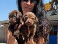 Labrador retriver yavrularım sağlık ve ırk garantilidir 