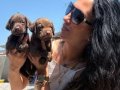 Labrador retriver yavrularım sağlık ve ırk garantilidir 
