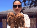 Maltipoo yavrularım ped eğitimlidir 