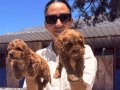 Maltipoo yavrularım ped eğitimlidir 