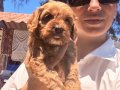 Maltipoo yavrularım ped eğitimlidir 