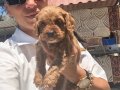 Maltipoo yavrularım ped eğitimlidir 