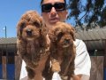 Maltipoo yavrularım ped eğitimlidir 