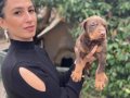 Doberman yavrularım sağlık ve ırk garantilidir 