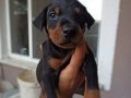 Doberman yavrularım sağlık ve ırk garantilidir 