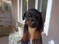 Doberman yavrularım sağlık ve ırk garantilidir 