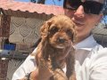 Maltipoo yavrularım sağlık ve ırk garantilidir 