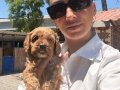 Maltipoo yavrularım sağlık ve ırk garantilidir 