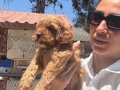 Maltipoo yavrularım sağlık ve ırk garantilidir 