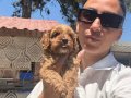 Maltipoo yavrularım sağlık ve ırk garantilidir 