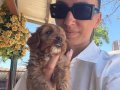 Maltipoo yavrularım sağlık ve ırk garantilidir 