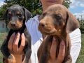 Doberman yavrularım sağlık ve ırk garantilidir 