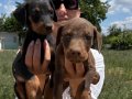 Doberman yavrularım sağlık ve ırk garantilidir 