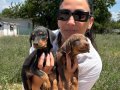 Doberman yavrularım sağlık ve ırk garantilidir 