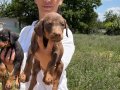 Doberman yavrularım sağlık ve ırk garantilidir 