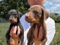 Doberman yavrularım sağlık ve ırk garantilidir 
