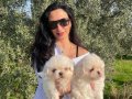 Maltese terrier yavrularım sağlık ve ırk garantilidir 