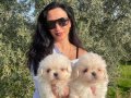 Maltese terrier yavrularım sağlık ve ırk garantilidir 