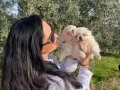 Maltese terrier yavrularım sağlık ve ırk garantilidir 