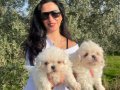 Maltese terrier yavrularım sağlık ve ırk garantilidir 