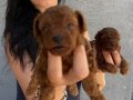 Toy poddle ve kore poddle yavrularım sağlık ve ırk gara