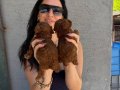 Toy poddle ve kore poddle yavrularım sağlık ve ırk gara
