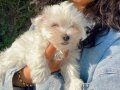 Maltese terrier yavrularım sağlık ve ırk garantilidir 