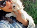 Maltese terrier yavrularım sağlık ve ırk garantilidir 