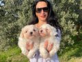 Maltese terrier yavrularım sağlık ve ırk garantilidir 