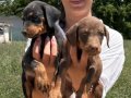 Doberman yavrularım sağlık ve garantilidir