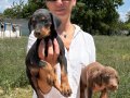 Doberman yavrularım sağlık ve garantilidir