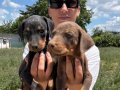 Doberman yavrularım sağlık ve garantilidir