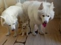 Samoyed Yavrularım sağlık ve garantilidir
