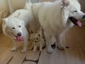 Samoyed Yavrularım sağlık ve garantilidir