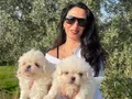 Maltese terier yavrularım sağlık ve ırk garantilidir 