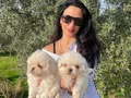 Maltese terier yavrularım sağlık ve ırk garantilidir 