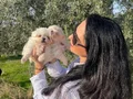 Maltese terier yavrularım sağlık ve ırk garantilidir 