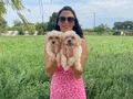 Maltipoo yavrularım sağlık ve ırk garantilidir 