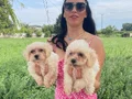 Maltipoo yavrularım sağlık ve ırk garantilidir 