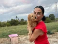 Toy Poddle yavrularım sağlık ve ırk garantilidir 