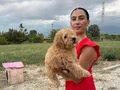 Toy Poddle yavrularım sağlık ve ırk garantilidir 