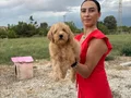 Toy Poddle yavrularım sağlık ve ırk garantilidir 
