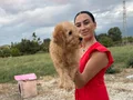 Toy Poddle yavrularım sağlık ve ırk garantilidir 