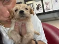 Maltipoo yavrularım sağlık ve garantilidir