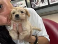Maltipoo yavrularım sağlık ve garantilidir