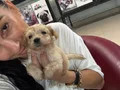Maltipoo yavrularım sağlık ve garantilidir